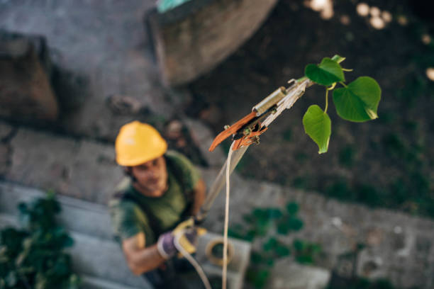 How Our Tree Care Process Works  in Leonardtown, MD